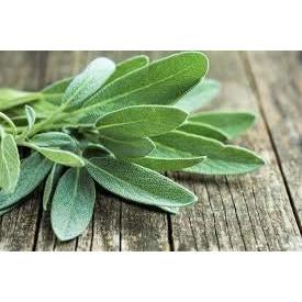 English Sage - 18 x Plug Plant Pack - AcquaGarden