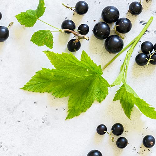 Fruit Plants - Blackcurrant - 1 x Full Plant in a 3 Litre Pot - AcquaGarden