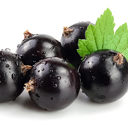 Fruit Plants - Blackcurrant - 1 x Full Plant in a 3 Litre Pot - AcquaGarden