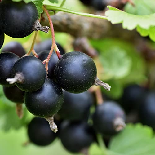 Fruit Plants - Blackcurrant - 1 x Full Plant in a 3 Litre Pot - AcquaGarden