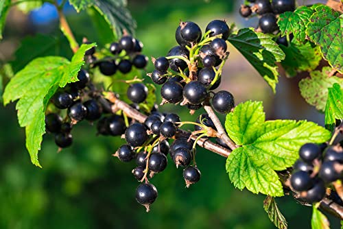 Fruit Plants - Blackcurrant - 1 x Full Plant in a 3 Litre Pot - AcquaGarden