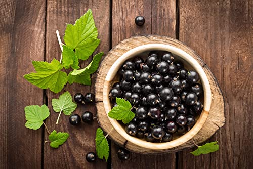 Fruit Plants - Blackcurrant - 1 x Full Plant in a 3 Litre Pot - AcquaGarden