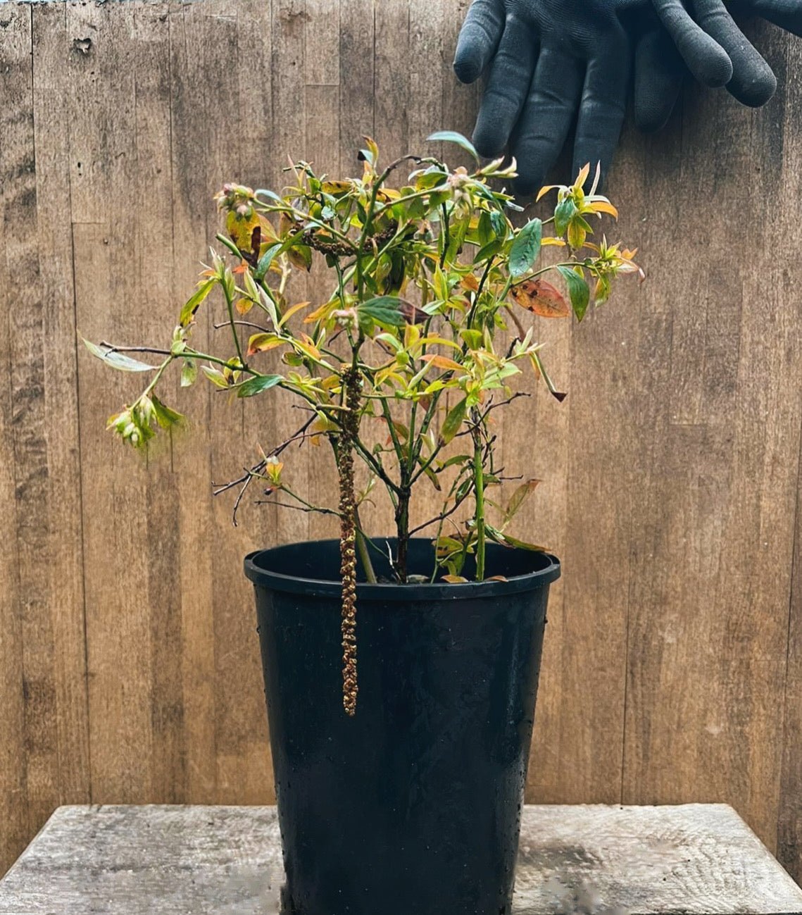 Fruit Plants - Blueberry 'Sunshine Blue' - 1 x Full Plant in a 2 Litre Pot - AcquaGarden