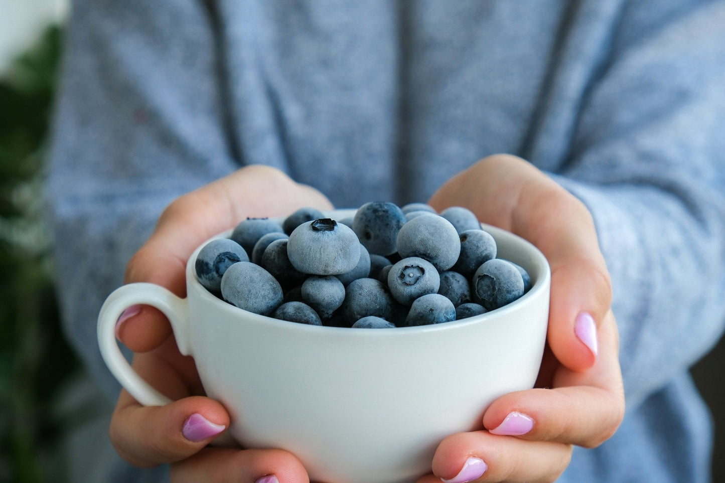 Fruit Plants - Blueberry 'Sunshine Blue' - 1 x Full Plant in a 2 Litre Pot - AcquaGarden