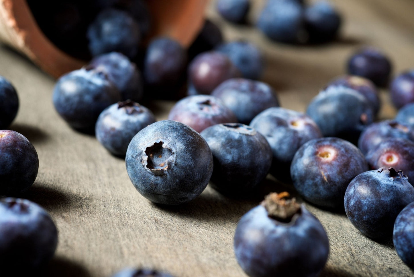 Fruit Plants - Blueberry 'Sunshine Blue' - 1 x Full Plant in a 2 Litre Pot - AcquaGarden