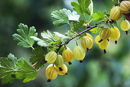 Fruit Plants - Gooseberry - 1 x Full Plant in a 1 Litre Pot - AcquaGarden