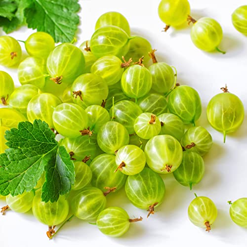 Fruit Plants - Gooseberry - 1 x Full Plant in a 1 Litre Pot - AcquaGarden