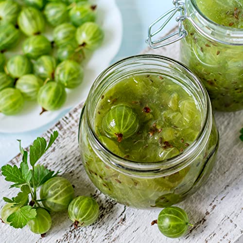 Fruit Plants - Gooseberry - 1 x Full Plant in a 1 Litre Pot - AcquaGarden