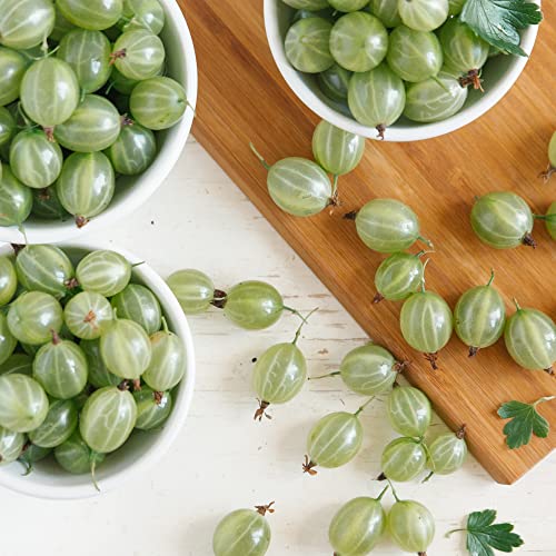 Fruit Plants - Gooseberry - 1 x Full Plant in a 1 Litre Pot - AcquaGarden