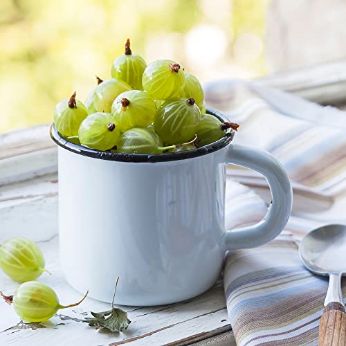 Fruit Plants - Gooseberry - 1 x Full Plant in a 1 Litre Pot - AcquaGarden