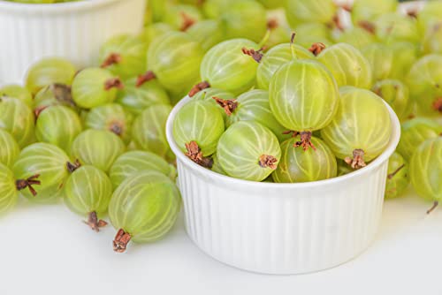 Fruit Plants - Gooseberry - 1 x Full Plant in a 1 Litre Pot - AcquaGarden