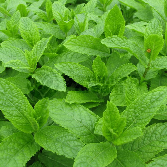 Garden Mint - 18 x Plug Plant Pack - AcquaGarden