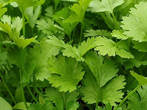 Herb Plants - 'Coriander' - 2 x Full Plants in 10.5cm Pots - AcquaGarden