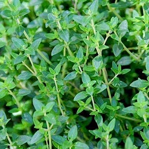 Herb Plants - 'English Thyme' - 2 x Full Plants in 10.5cm Pots - AcquaGarden