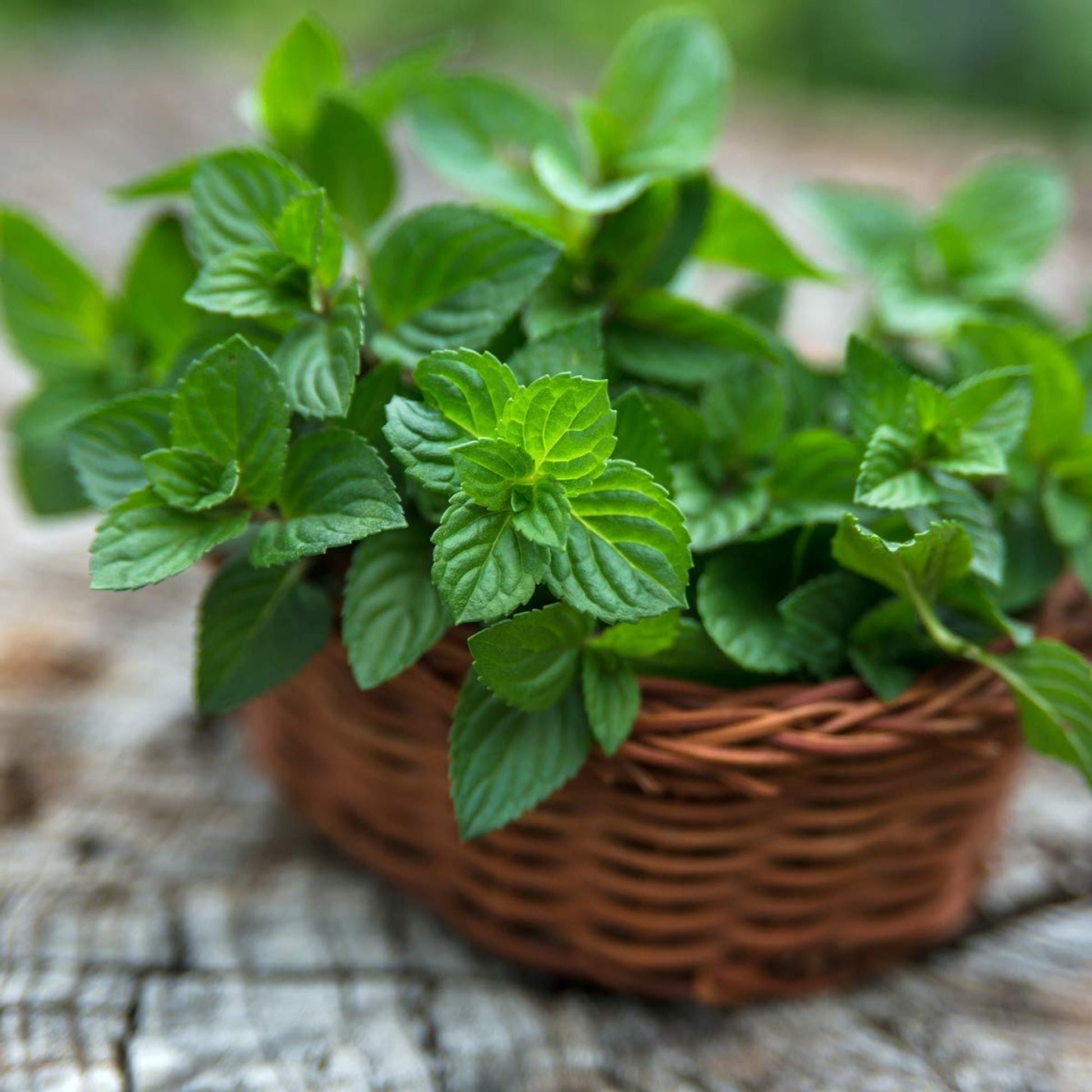 Herb Plants - Garden Mint - 2 x Full Plants in 10.5cm Pots - AcquaGarden