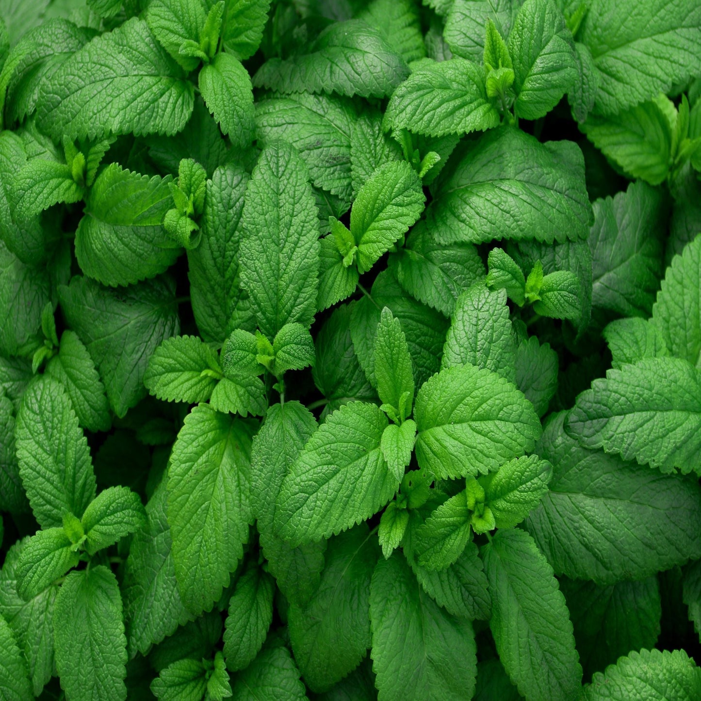 Herb Plants - Garden Mint - 2 x Full Plants in 10.5cm Pots - AcquaGarden