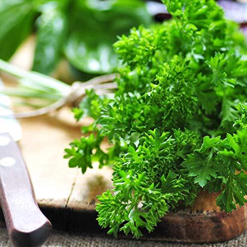 Herb Plants Mixed Selection - Parsley, Sage, Rosemary and Thyme - 12 x Plug Plant Pack - AcquaGarden