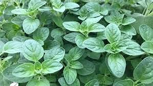 Herb Plants - Oregano - 3 x Full Plants in 9cm Pots - AcquaGarden