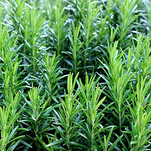 Herb Plants - Rosemary 'Mrs Jessops' - 2 x Full Plants in 9cm pots - AcquaGarden