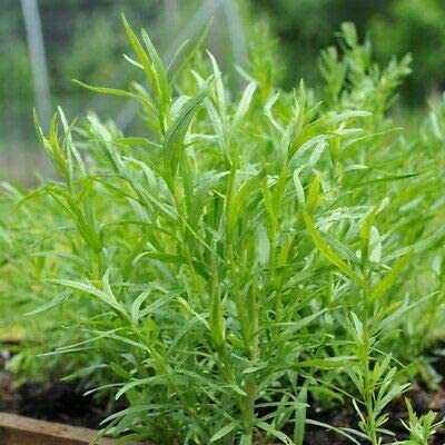 Herb Plants - Tarragon - 12 x Plug Plant Pack - AcquaGarden