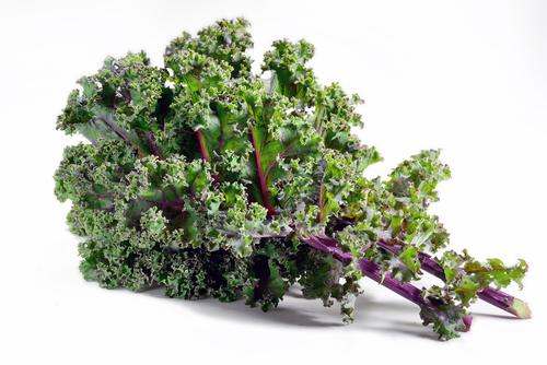 Kale 'Red Russian' - 12 x Plug Plant Pack - AcquaGarden
