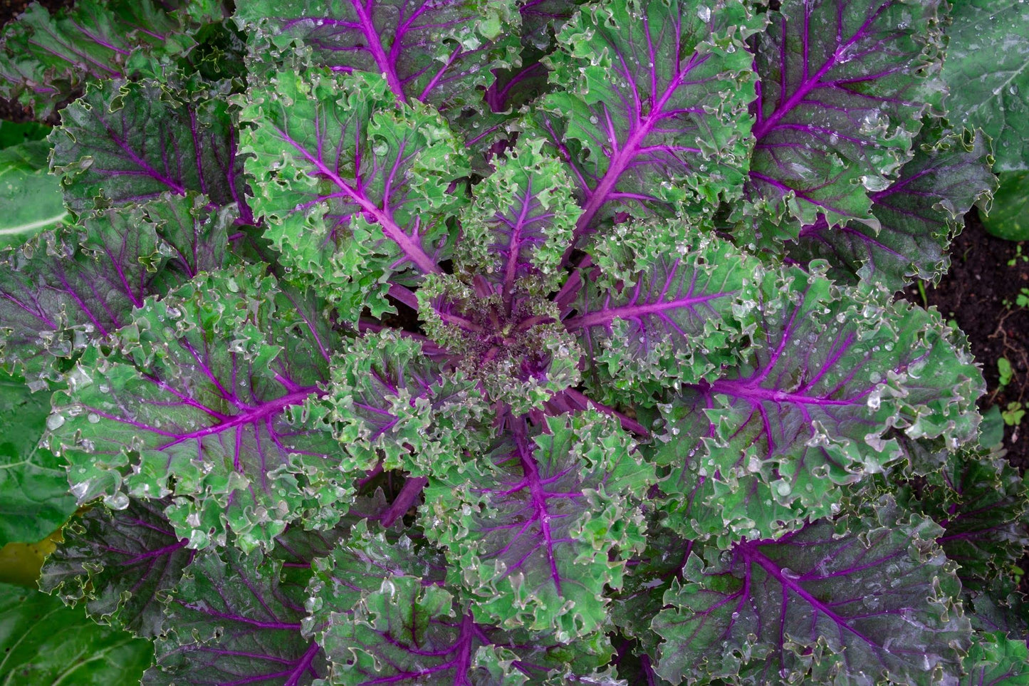 Kale 'Red Russian' - 6 x Plug Plant Pack - AcquaGarden