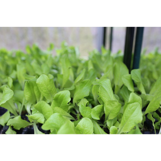 Lettuce - Butterhead - 18 x Plug Plant Pack - AcquaGarden