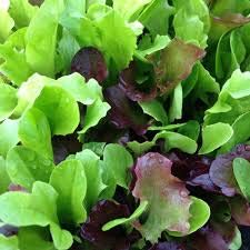 Lettuce 'Cut and Come Again' - 12 x Plug Plant Pack - AcquaGarden