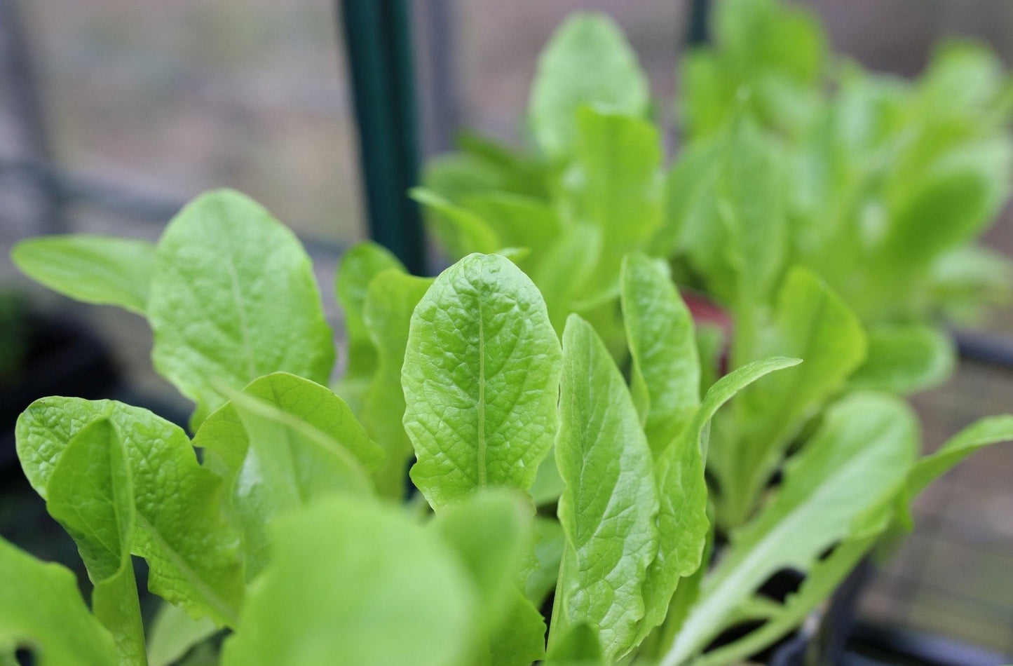 Lettuce 'Cut and Come Again' - 12 x Plug Plant Pack