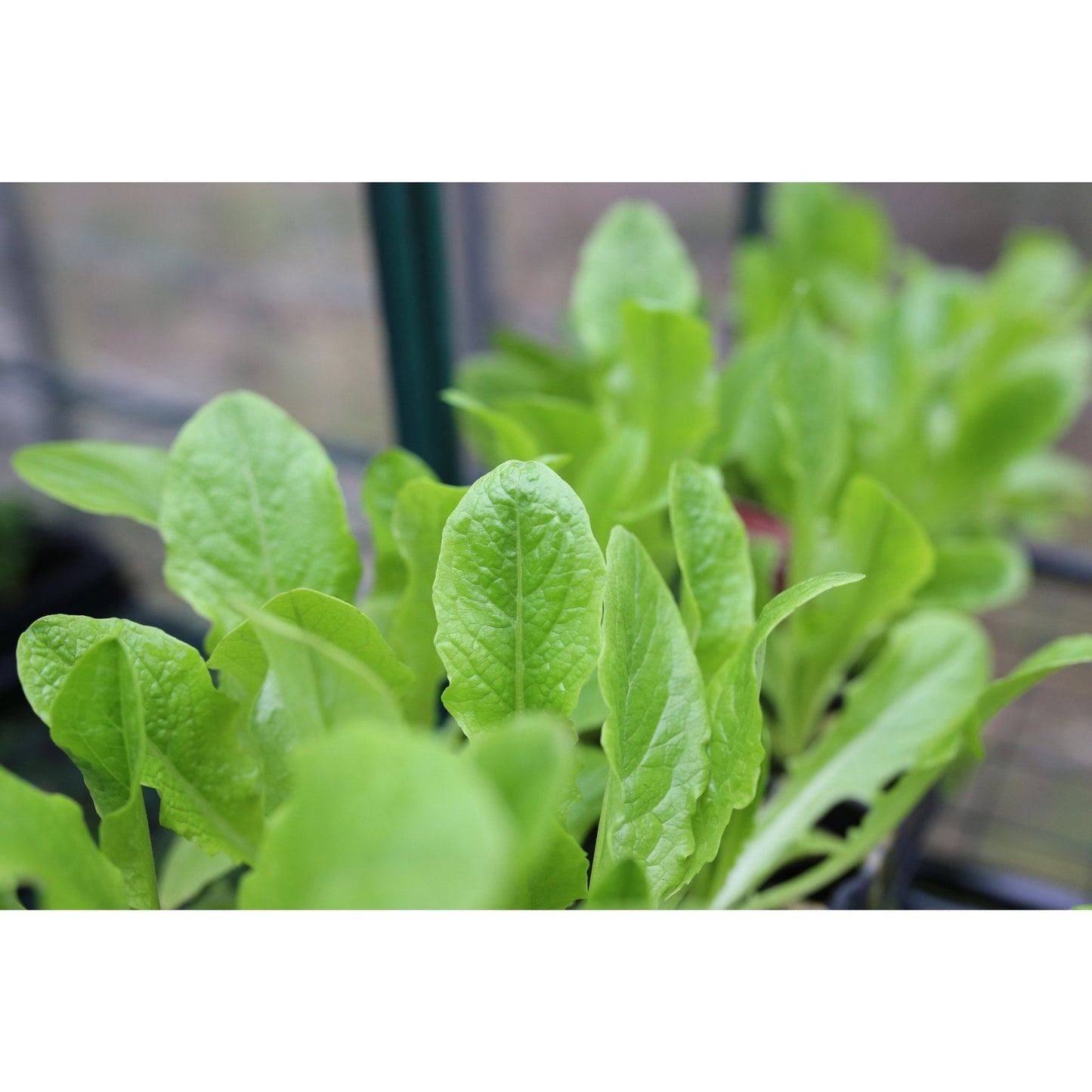 Lettuce - Cut and Come Again - 18 x Plug Plant Pack - AcquaGarden