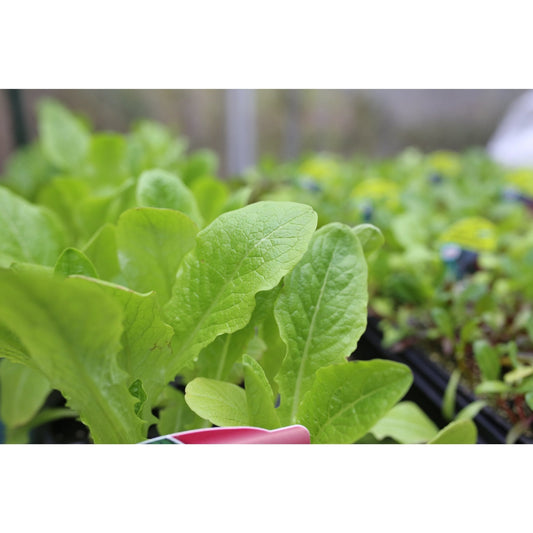 Lettuce - Cut and Come Again - 18 x Plug Plant Pack - AcquaGarden