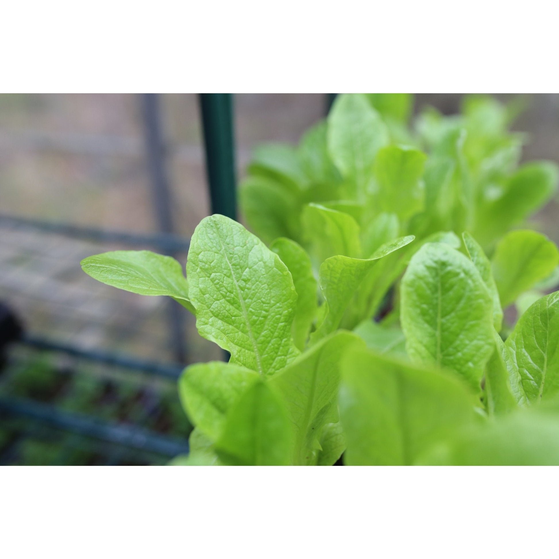 Lettuce - Cut and Come Again - 18 x Plug Plant Pack - AcquaGarden