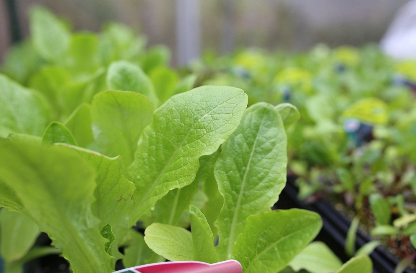 Lettuce 'Cut and Come Again' - 6 x Plug Plant Pack - AcquaGarden