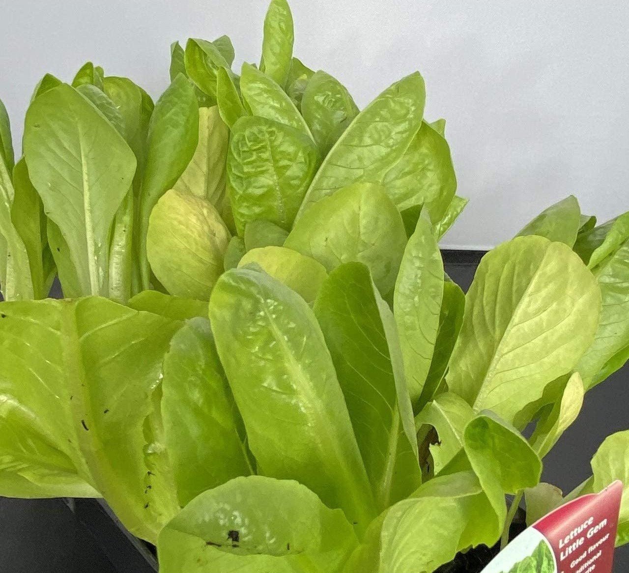 Lettuce 'Little Gem' - 6 x Full Plug Plant Pack - AcquaGarden