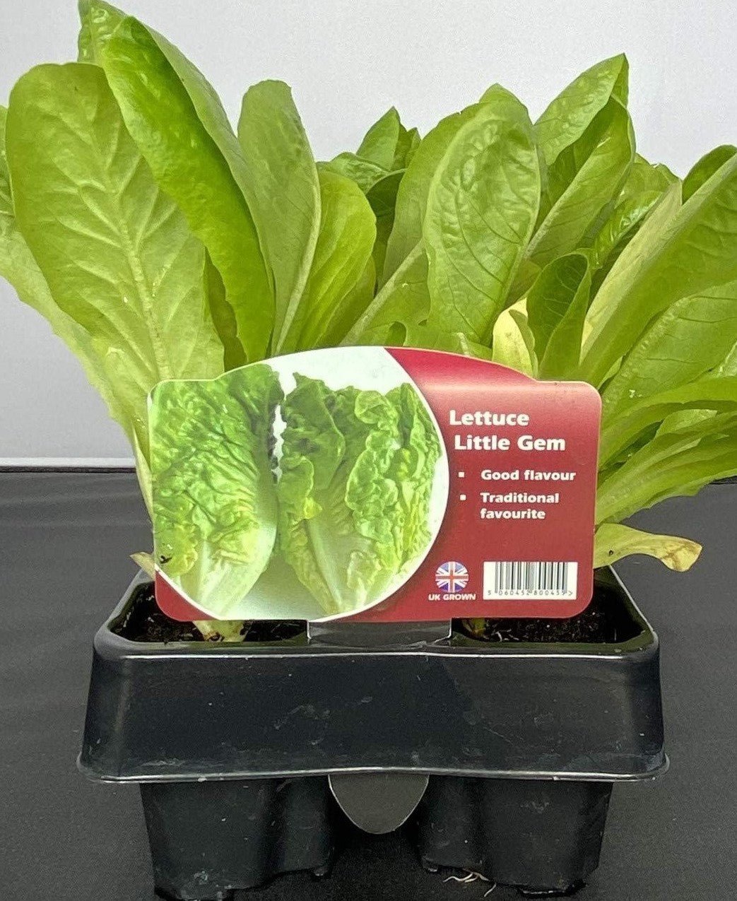 Lettuce 'Little Gem' - 6 x Full Plug Plant Pack - AcquaGarden