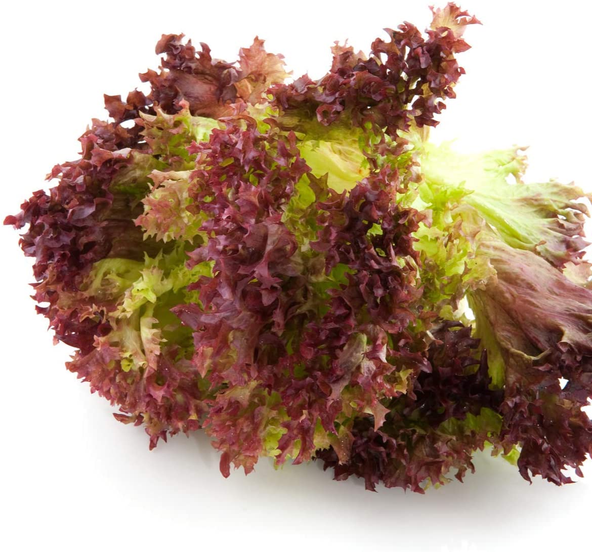 Lettuce 'Lollo Rosso' - 6 x Plant Pack - AcquaGarden