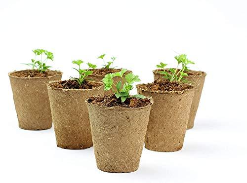 Mixed Herb Selection - Basil, Parsley and Sage - 12 x Plug Plant Pack - AcquaGarden