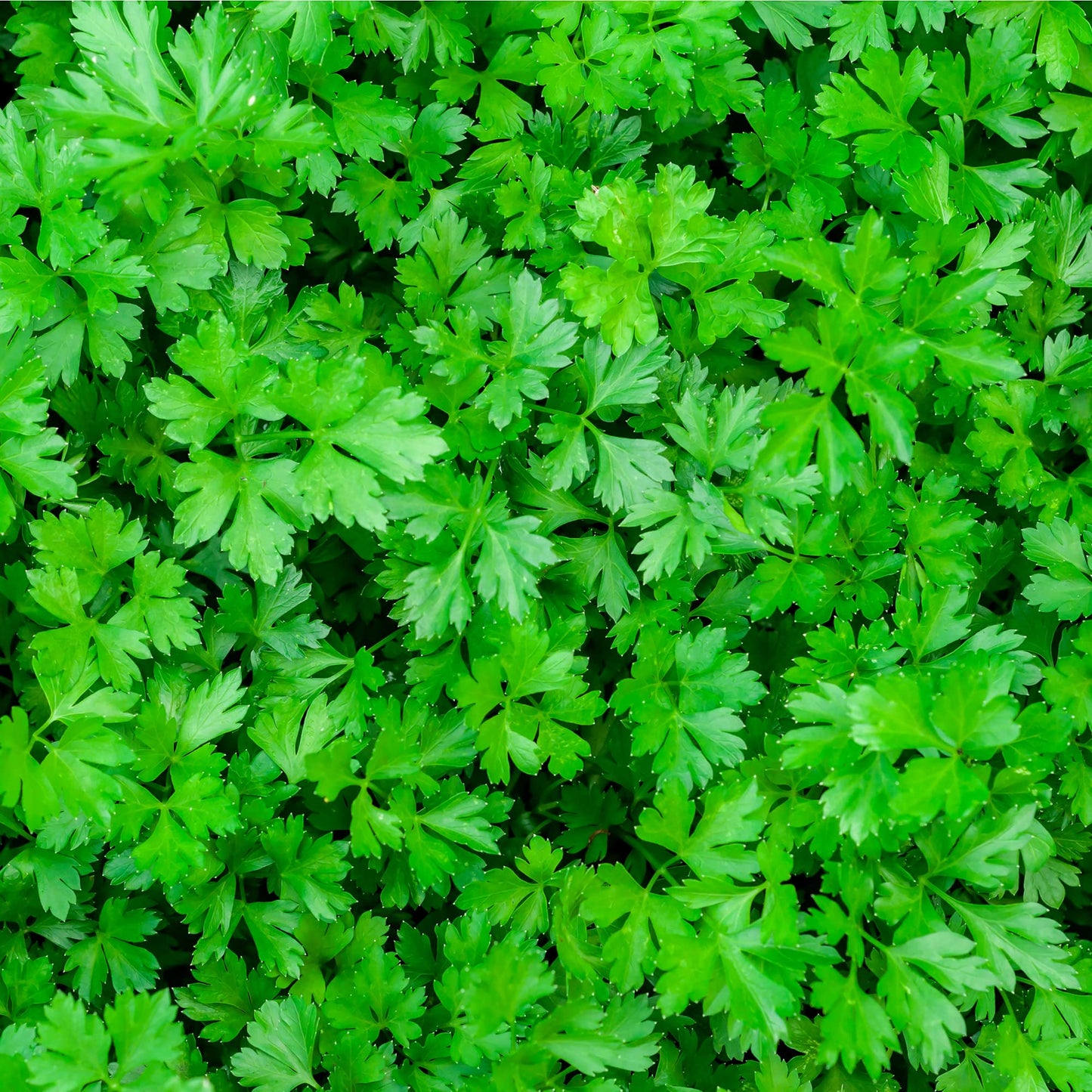 Mixed Herb Selection - Oregano, Basil and Parsley - 6 x Plug Plant Pack - AcquaGarden
