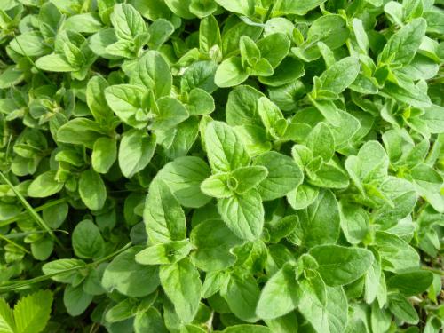 Oregano - 18 x Plug Plants Pack - AcquaGarden