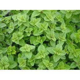 Oregano - 2 x Full Plants in Pots - AcquaGarden