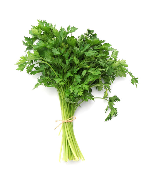 Parsley 'Krausa' - 18 x Plug Plant Pack - AcquaGarden