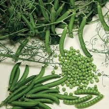 Peas - Petit Pois - 12 x Plug Plant Pack - AcquaGarden