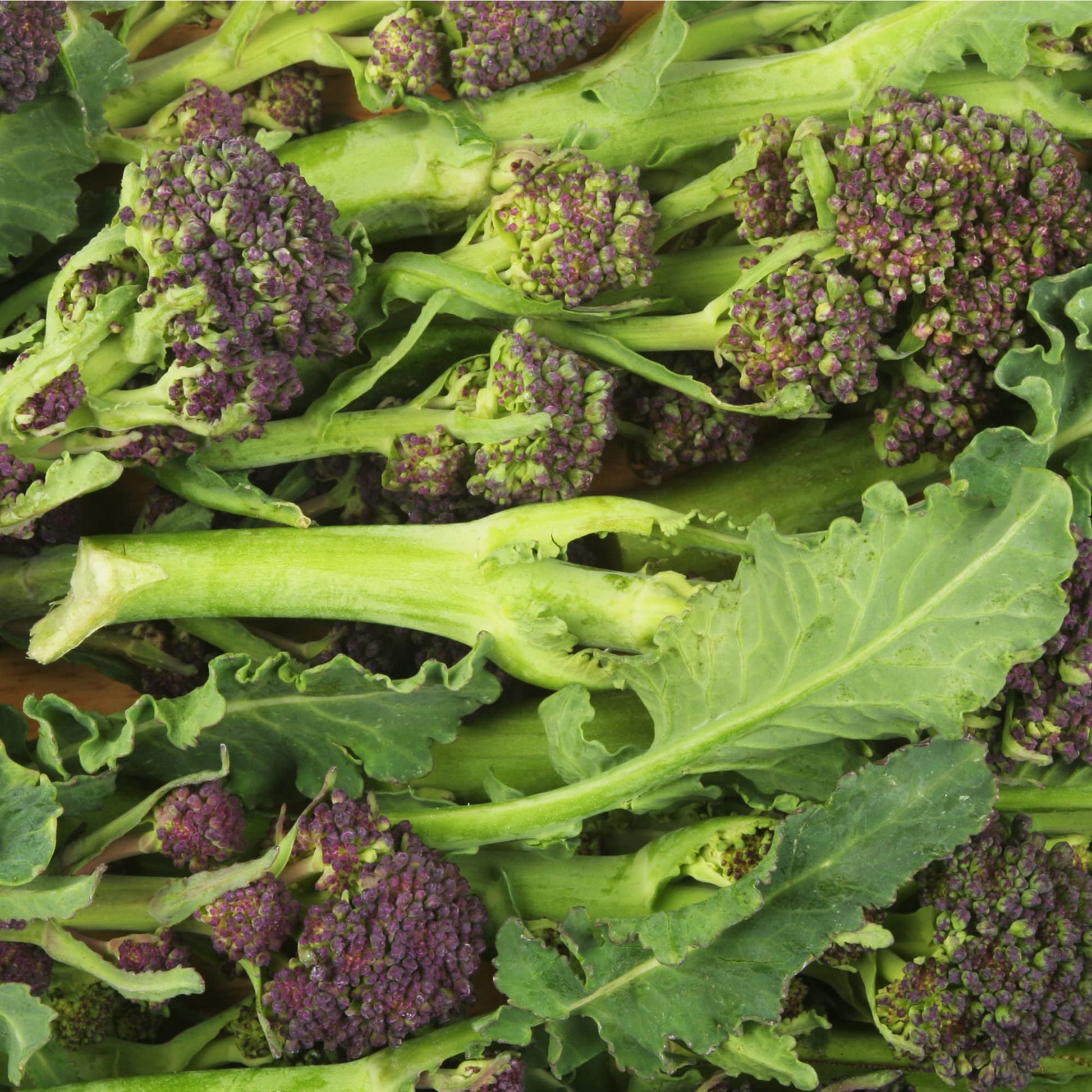 Purple Sprouting Broccoli - 12 x Full Plug Plant Pack - AcquaGarden