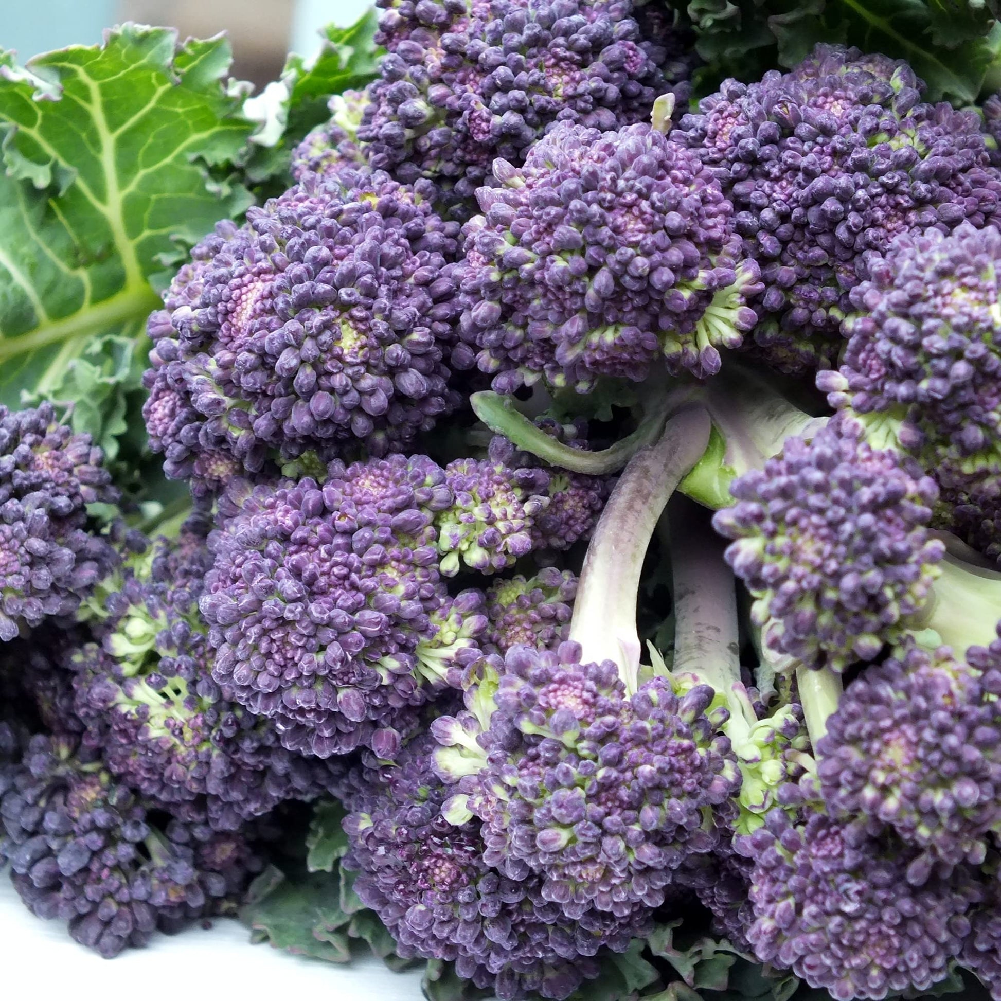 Purple Sprouting Broccoli - 12 x Full Plug Plant Pack - AcquaGarden