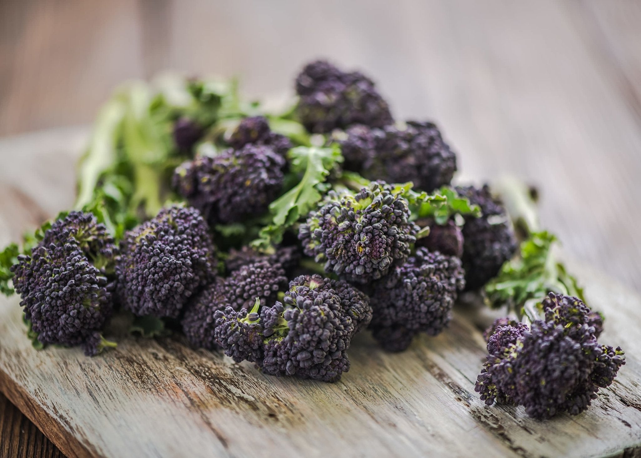 Sprouting Broccoli 'Cardinal'- 6 x Plug Plant Pack – Acqua Tower