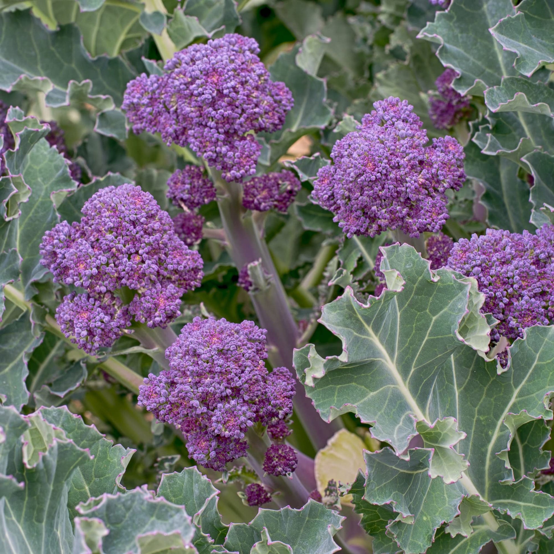 Purple Sprouting Broccoli - 6 x Plug Plant Pack - AcquaGarden