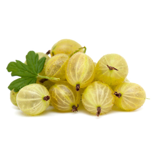 Fruit Plants - Gooseberry 'Hinnonmaki Yellow' - 2 x Large Plants in 2 Litre Pots