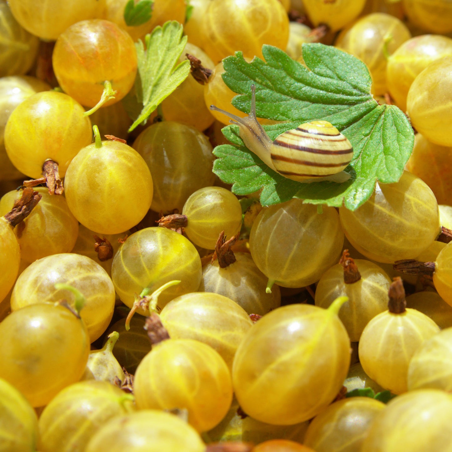 Fruit Plants - Gooseberry 'Hinnonmaki Yellow' - 1 x Large Plant in a 2 Litre Pot