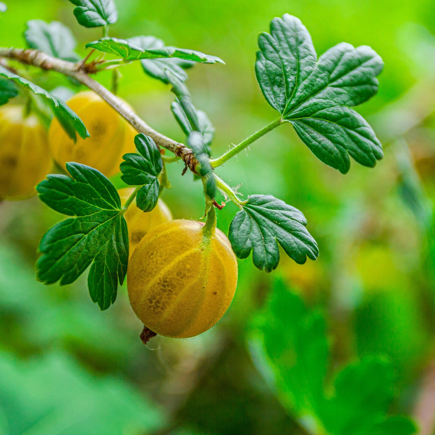 Fruit Plants - Gooseberry 'Hinnonmaki Yellow' - 1 x Large Plant in a 2 Litre Pot