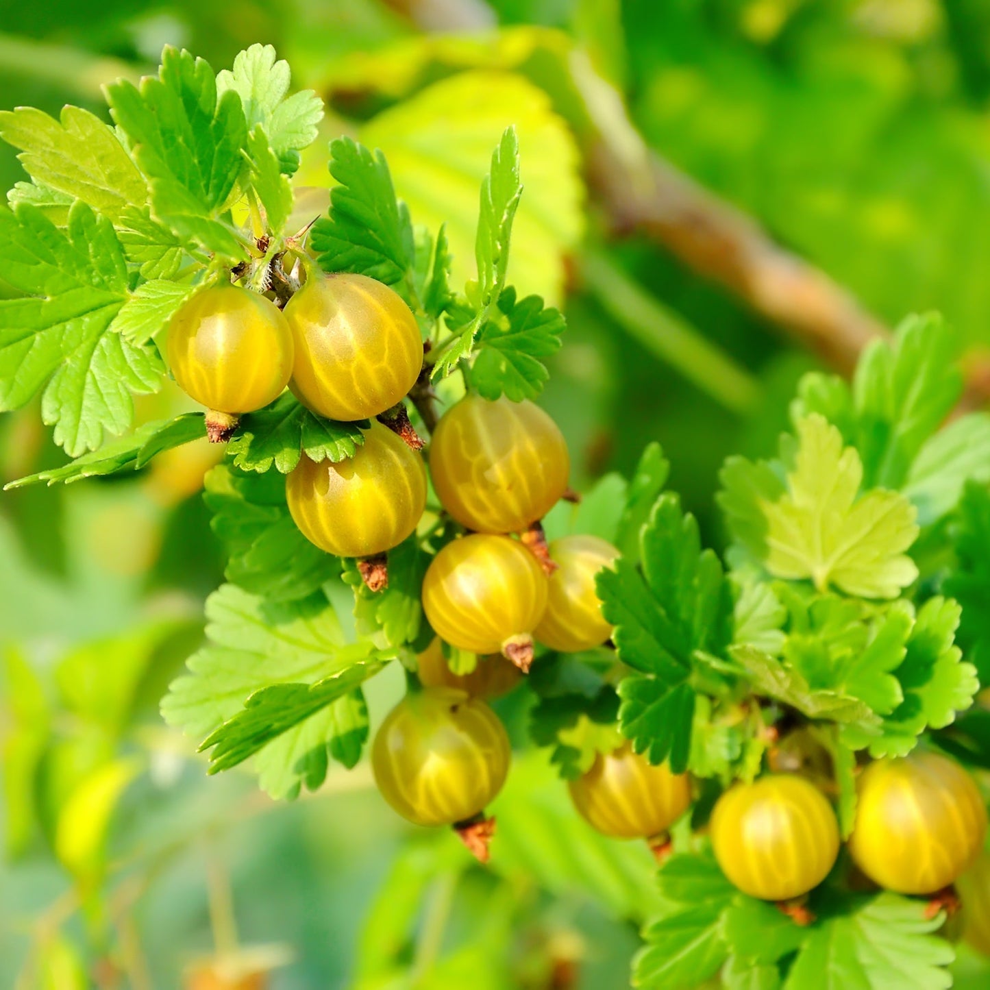 Fruit Plants - Gooseberry 'Hinnonmaki Yellow' - 1 x Large Plant in a 2 Litre Pot